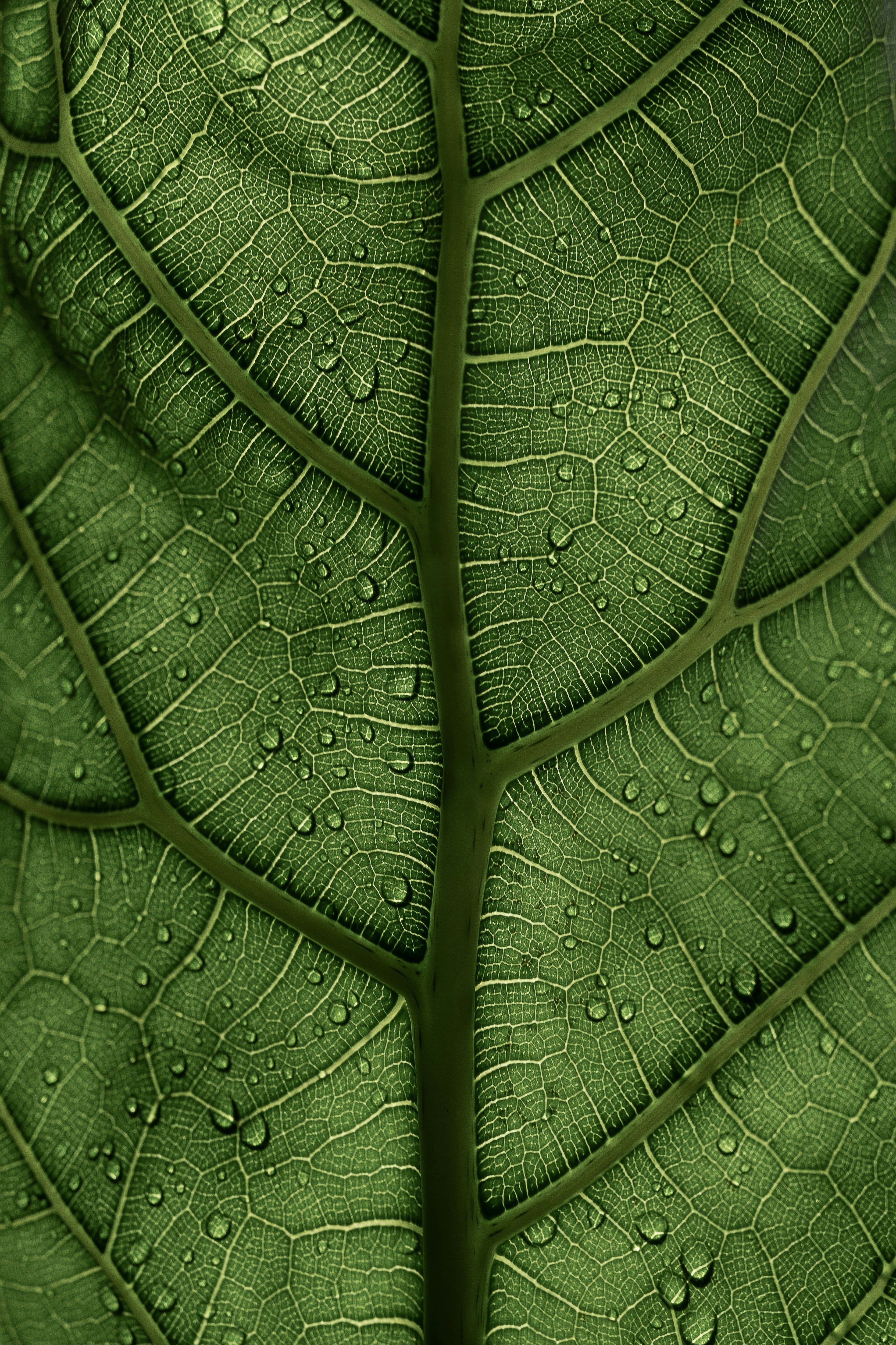 Veins on a leaf